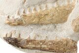 Fossil Mosasaur (Tethysaurus) Jaws - Asfla, Morocco #225274-1